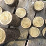 raw wood cylinders